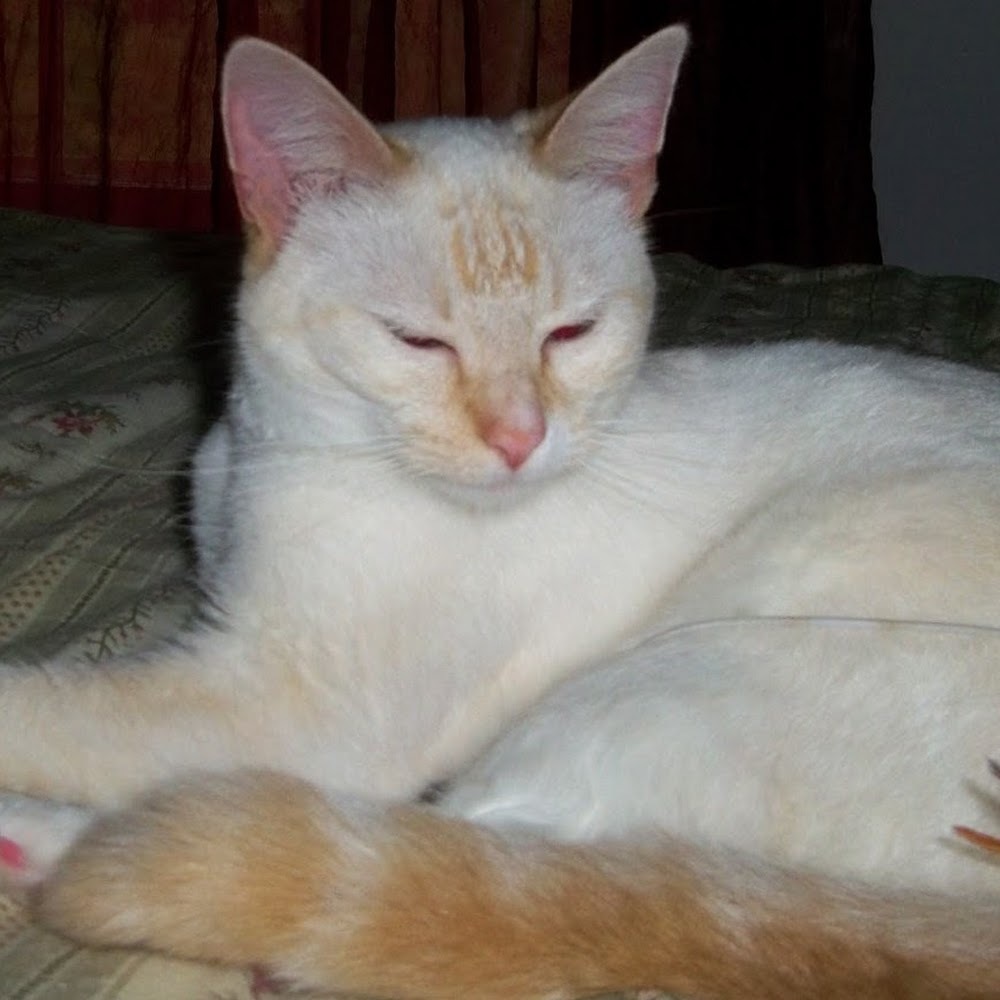Meet your Posher, Cat